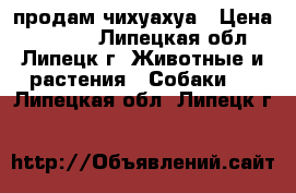 продам чихуахуа › Цена ­ 4 000 - Липецкая обл., Липецк г. Животные и растения » Собаки   . Липецкая обл.,Липецк г.